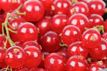 Red currant