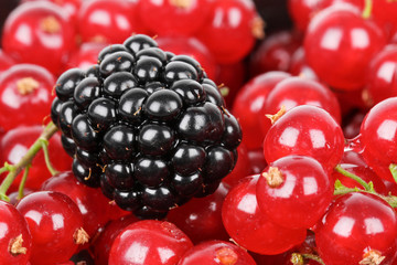 Blackberry and red currants