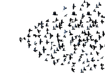 many pigeons flying in the air isolated