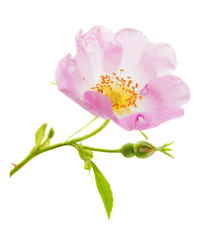 Pink wild rose flower - obrazy, fototapety, plakaty