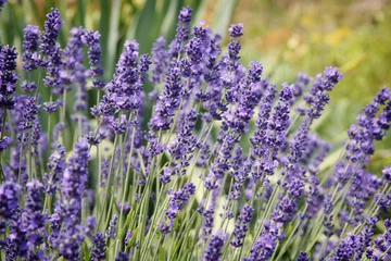 Deurstickers Lavendel Lavendel