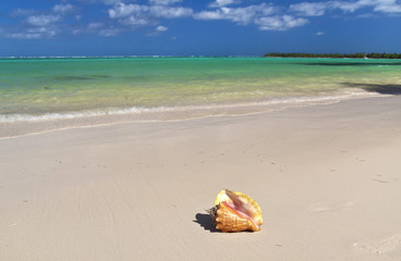 Fototapeta na wymiar Seashell on tropical beach