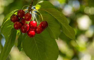 Red and sweet cherries on a branch