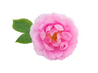 Pink rose and leaves isolated on white