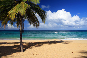 Palm on beautiful tropical beach