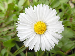 Fototapeta premium Natural floral background