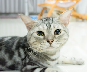 American shorthair cat is sitting and looking forward