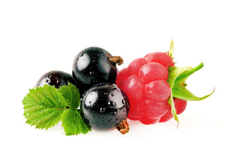 Black currant with raspberry