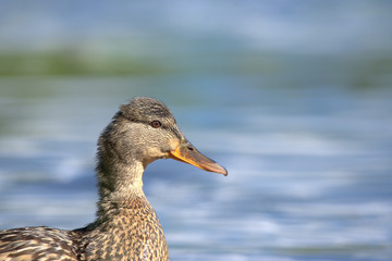 Female mallard duck