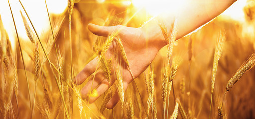 Solar wheat