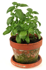 Pot de basilic