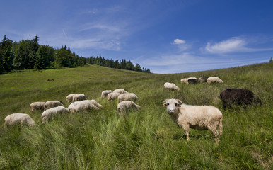 Owce w polskich górach - 86586943