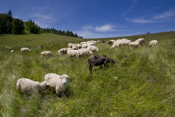 Górski wypas owiec - 86586965