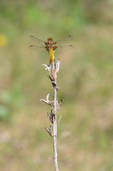 Broad-bodied Chaser - Libellula depressa