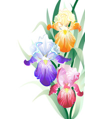 Fototapeta na wymiar Vector holidays card with Iris flowers bouquet