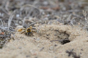 bee in the construction of their nest -Dasypoda hirtipes