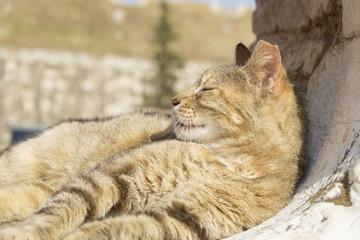 Cat sleeping in a rounded window opening