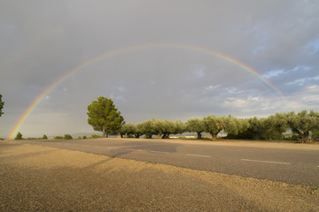 Olivos bajo el arcoiris.