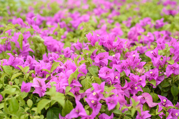 Obraz premium pink flowers in garden