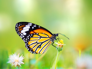 Fototapeta na wymiar beautiful butterfly on a flower in the outdoor nature
