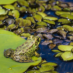 Green Frog in a wetland