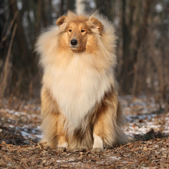 Beautiful scotch collie in the forest