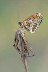 Heath Fritillary - Melitaea athalia