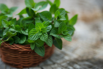 Mint  in small basket on natural wooden background, peppermint,