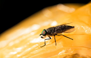 Horsefly closeup macro photo