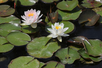 Star lotus (Nymphaea nouchali).