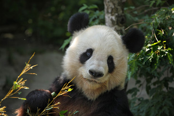 Giant panda (Ailuropoda melanoleuca).