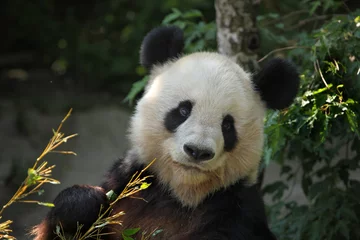 Crédence de cuisine en verre imprimé Panda Giant panda (Ailuropoda melanoleuca).