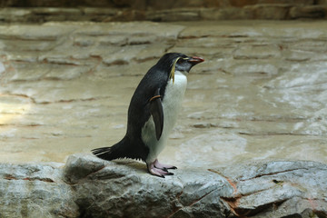 Northern rockhopper penguin (Eudyptes moseleyi).