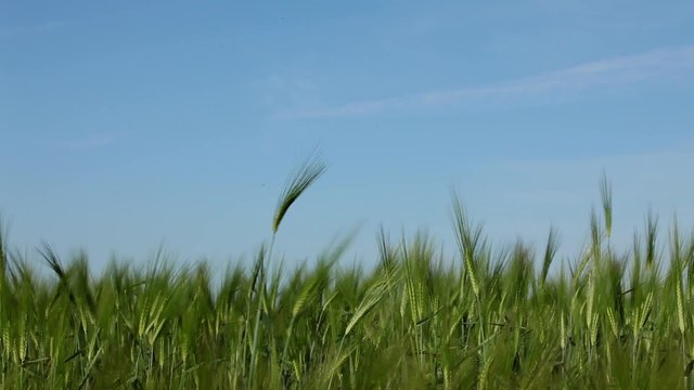 Wheat Field And Blue Sky
