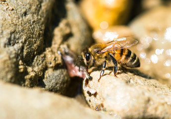Yellow bee closeup photo on stone