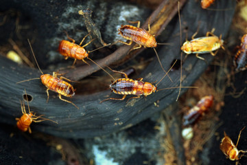 Turkestan cockroach (Blatta lateralis), also known as the rusty