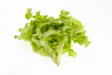 Green oak for salad isolated on white background