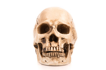 Front view of human skull