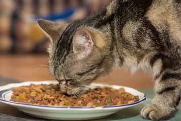 hungrige Katze frisst Futter
