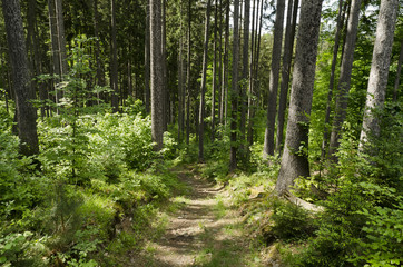 forest path in the woods