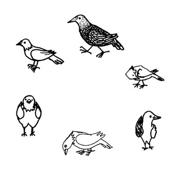 Ink handdrawn pictures of birds on white background