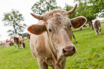 Herd of cows at summer green field