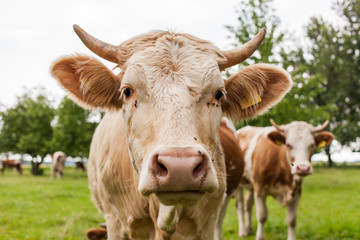 Herd of cows at summer green field