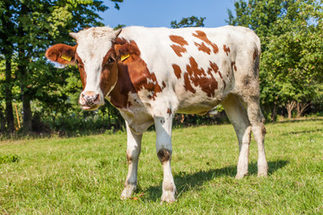 Fototapeta na wymiar Herd of cows at summer green field
