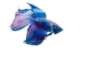 Obraz premium fighting fish isolated on white background.
