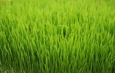 Green wheat background 
