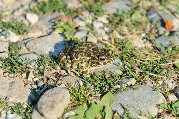 Frog