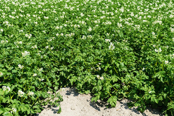 Kartoffelfeld in Blüte