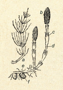 Field horsetail (Equisetum arvense)
