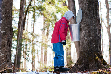 boy looking in a maple sap bucket